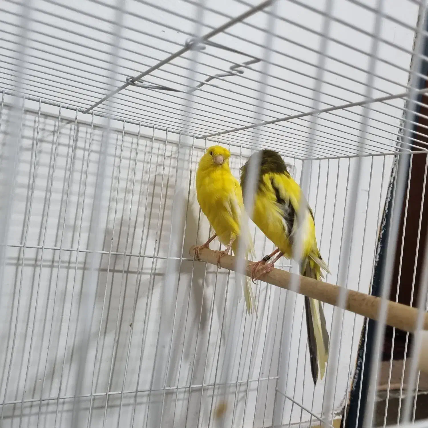 یک جفت قناری سوپر|پرنده|شاندیز, |دیوار