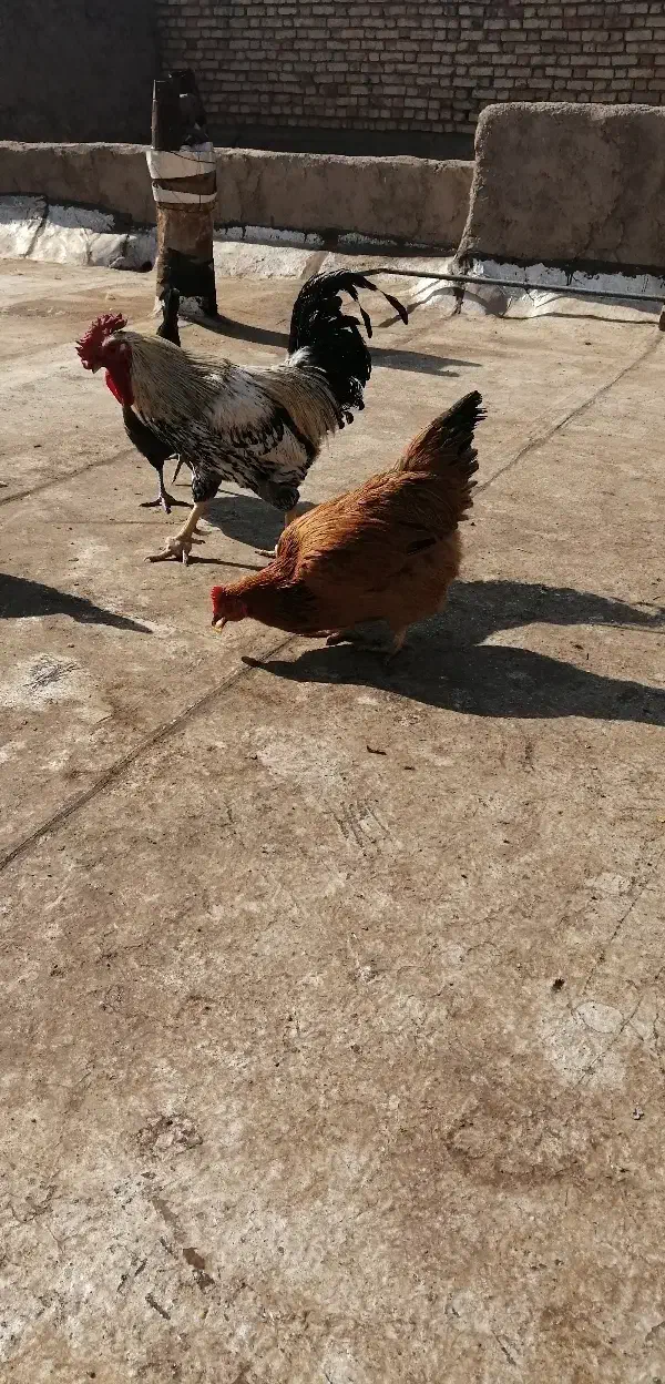 فروش مرغ جوان تخمگذار|حیوانات مزرعه|لنجان, |دیوار