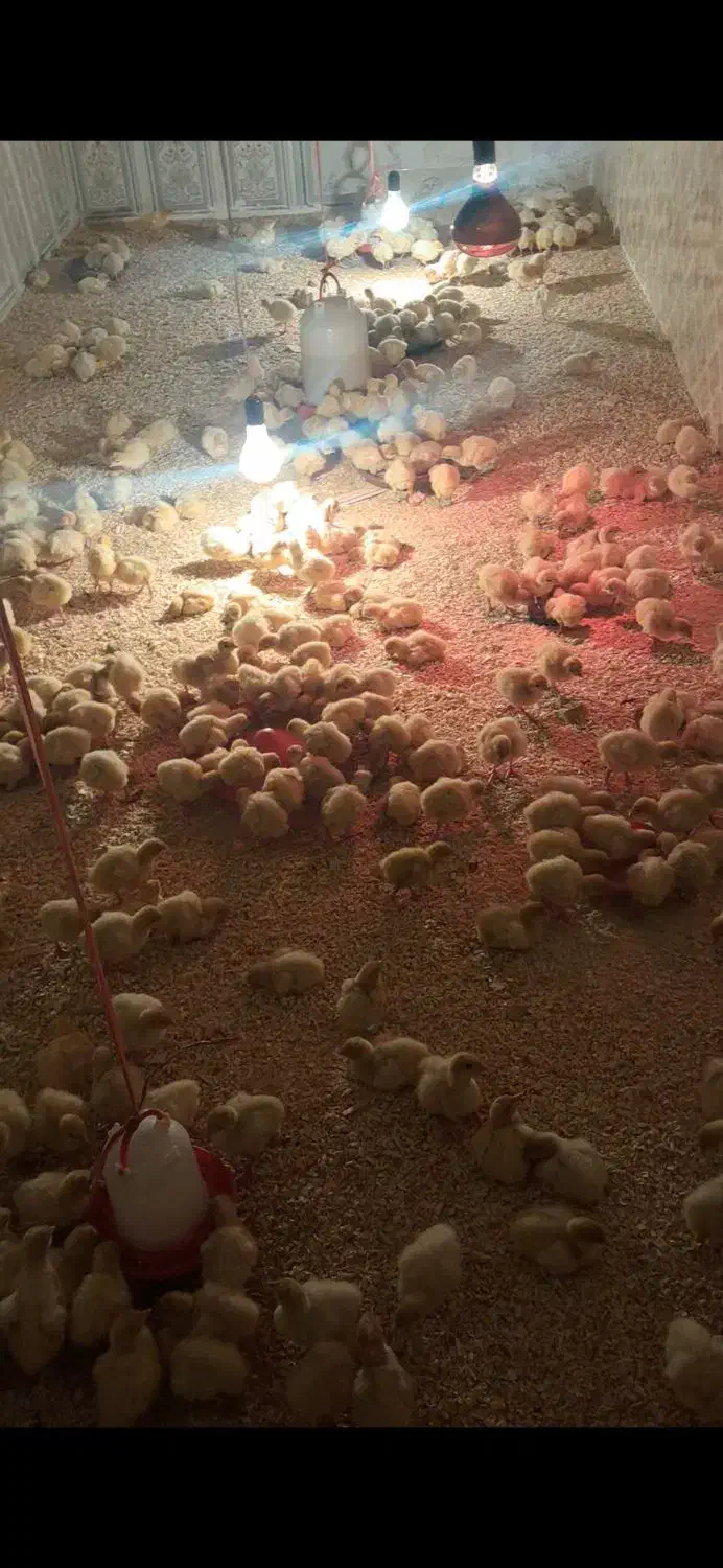 فروش جوجه بوقلمون بیوتی 6 (زرین )|حیوانات مزرعه|جوین, |دیوار