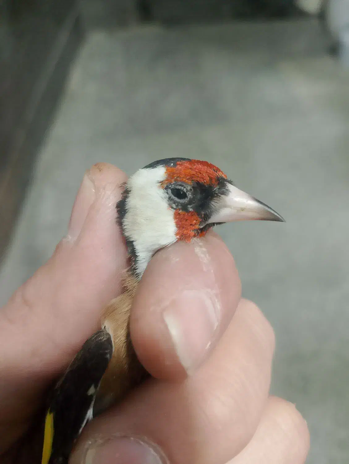 سهره|پرنده|تهران, فرحزاد|دیوار