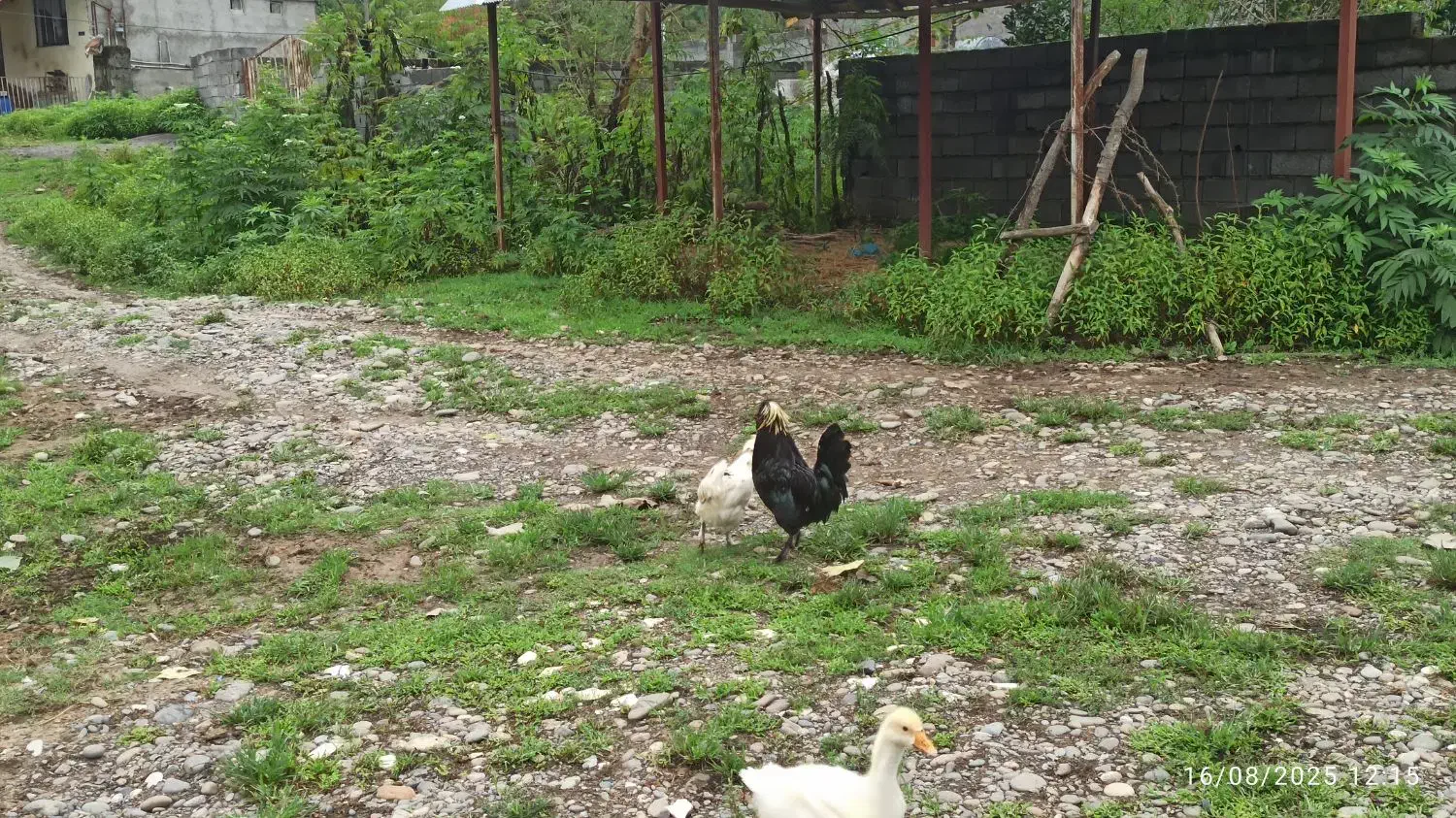 مرغ لهستانی با خروس فروشی|حیوانات مزرعه|سیاهکل, |دیوار