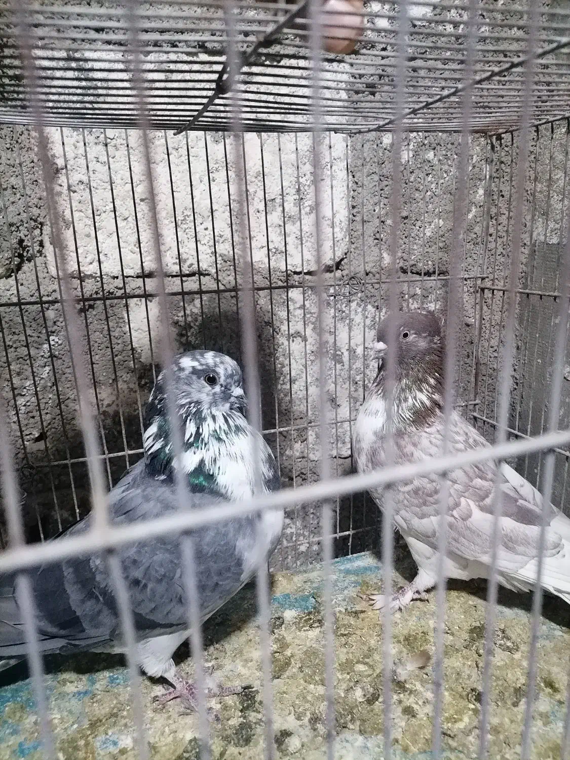 کبوتر کاشونی ساعتی|پرنده|جم, |دیوار