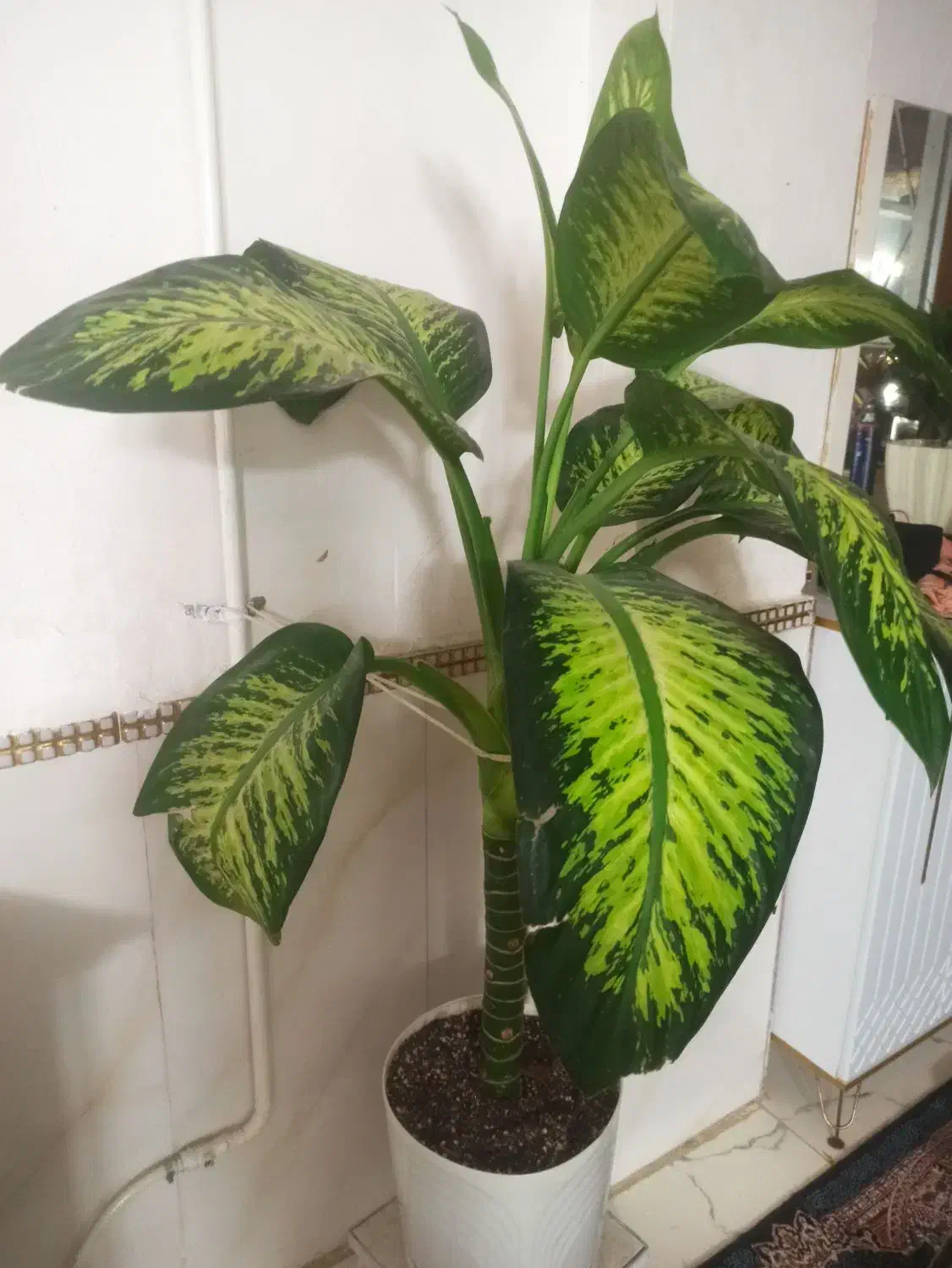 گل دیفن|گل و گیاه طبیعی|گرگان, |دیوار