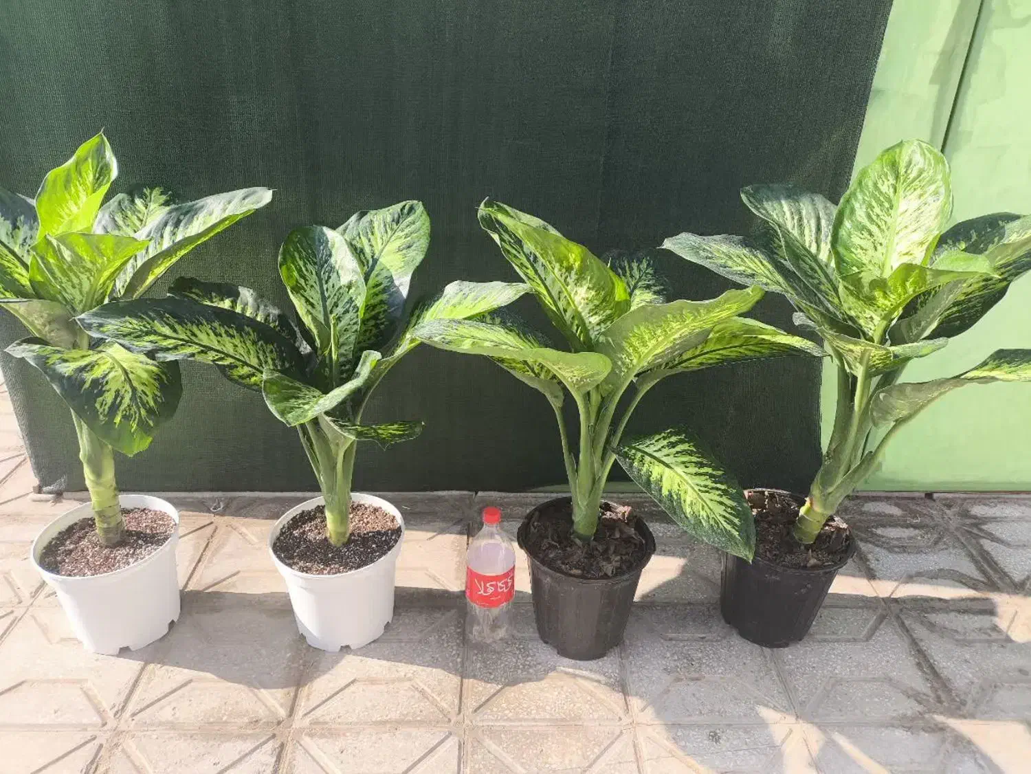 گل و گیاه، گلدان،کود و بستر کشت گیاهان آپارتمانی|گل و گیاه طبیعی|طبس, |دیوار