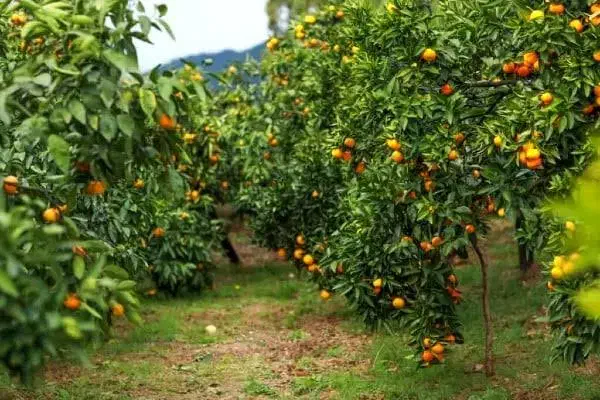 باغ نارنگی و پرتقال سه هکتاری|فروش زمین و ملک کلنگی|طبقده, |دیوار