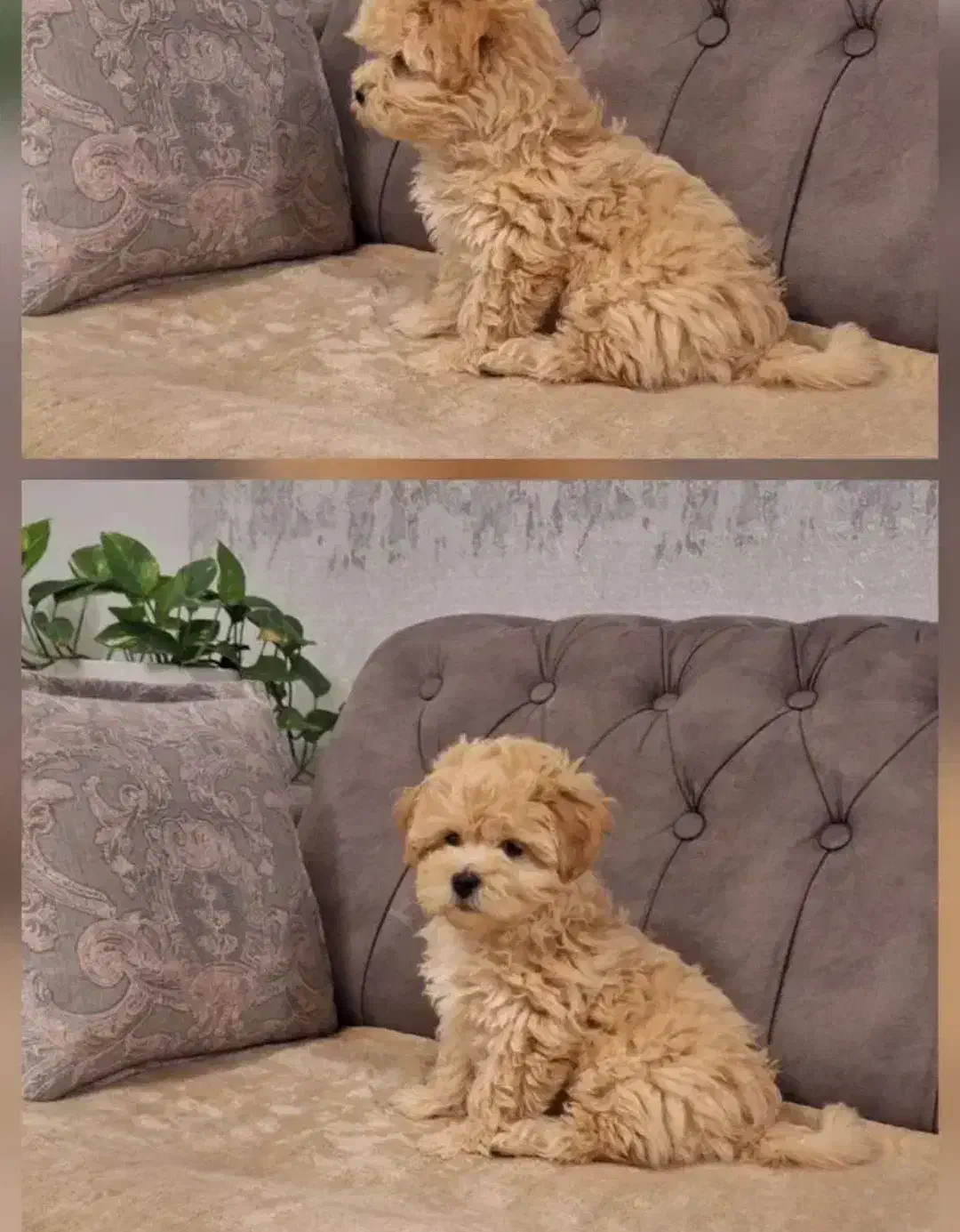 سگ نژادمالتیپوعروسکی|سگ|سبزوار, پاسداران|دیوار