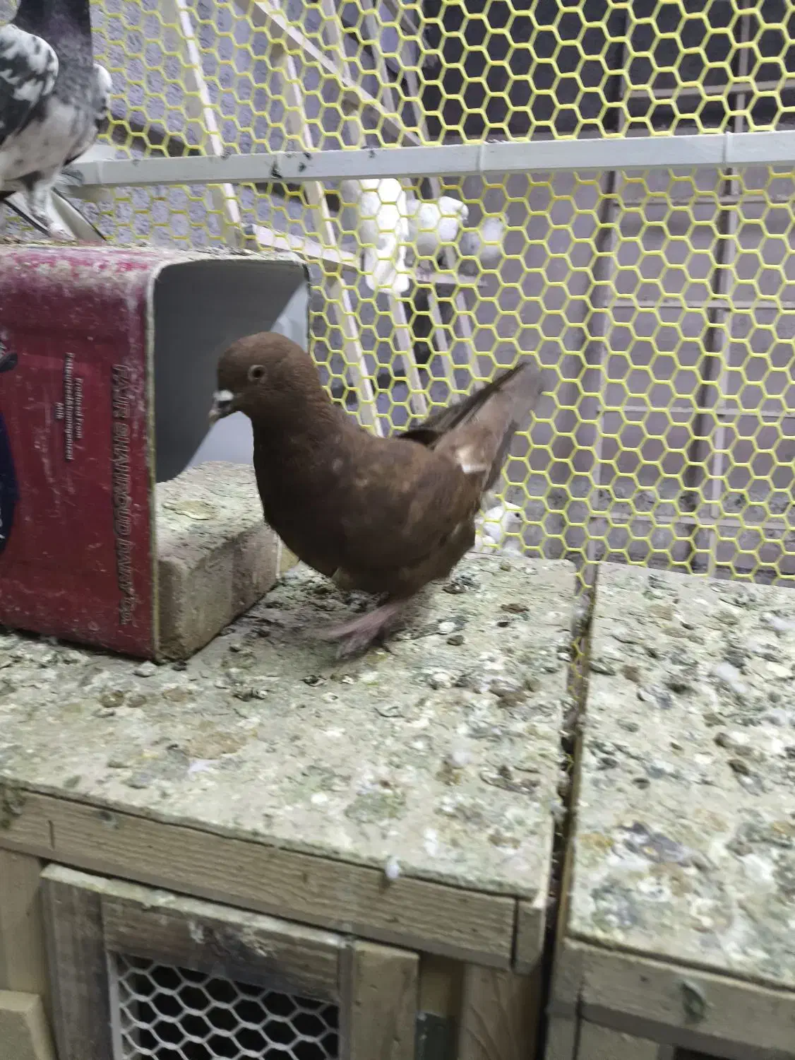 سرخ|پرنده|سنندج, |دیوار