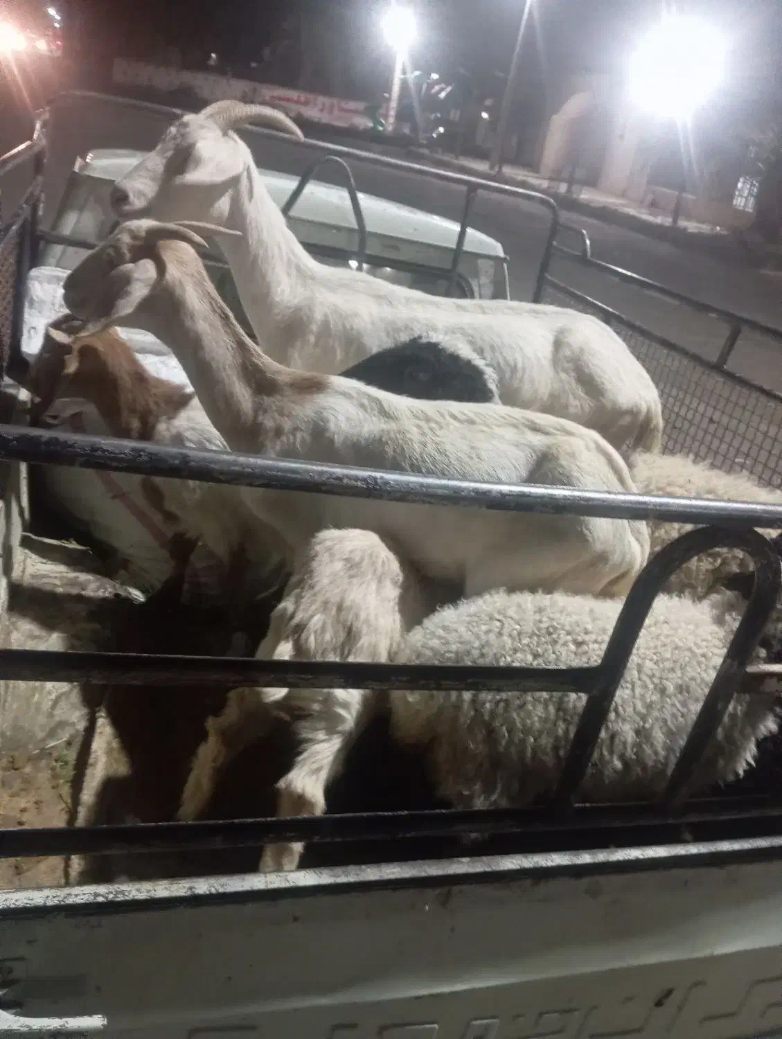 گوسفند|حیوانات مزرعه|بم, |دیوار