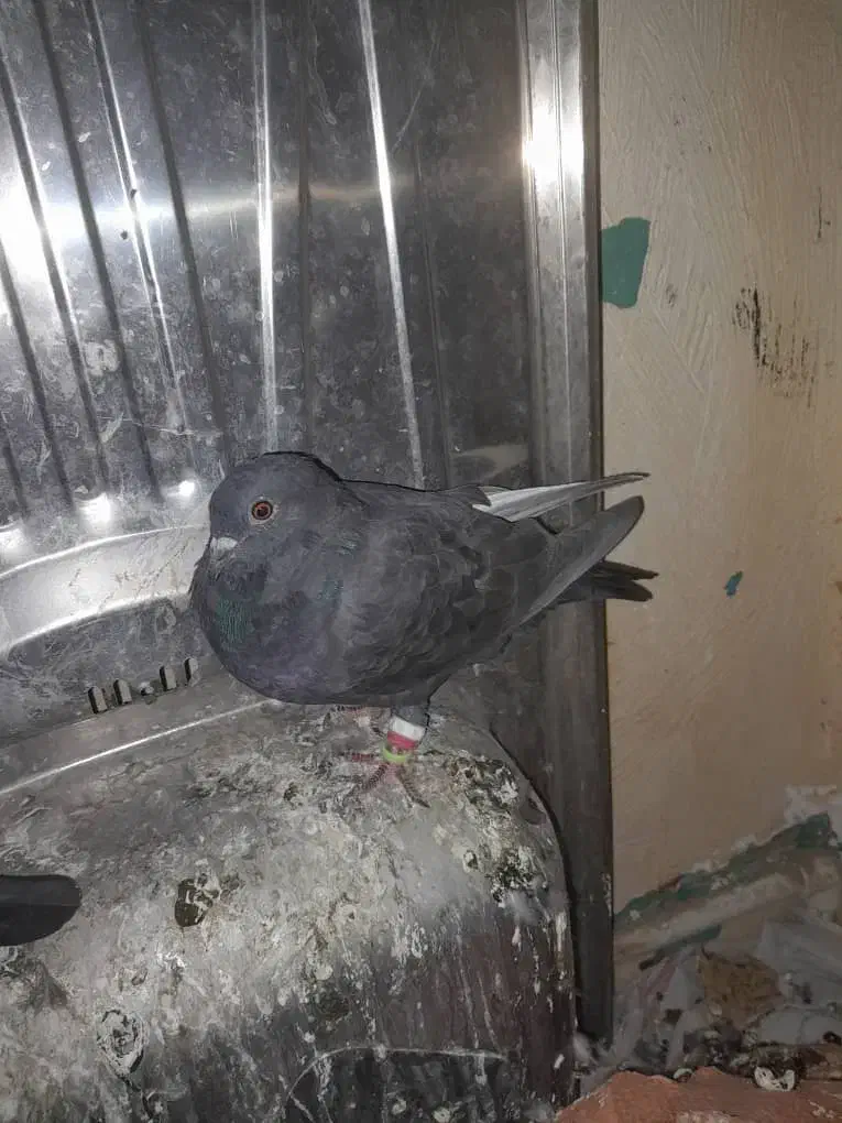 کبوتر ابلغ|پرنده|گتوند, |دیوار