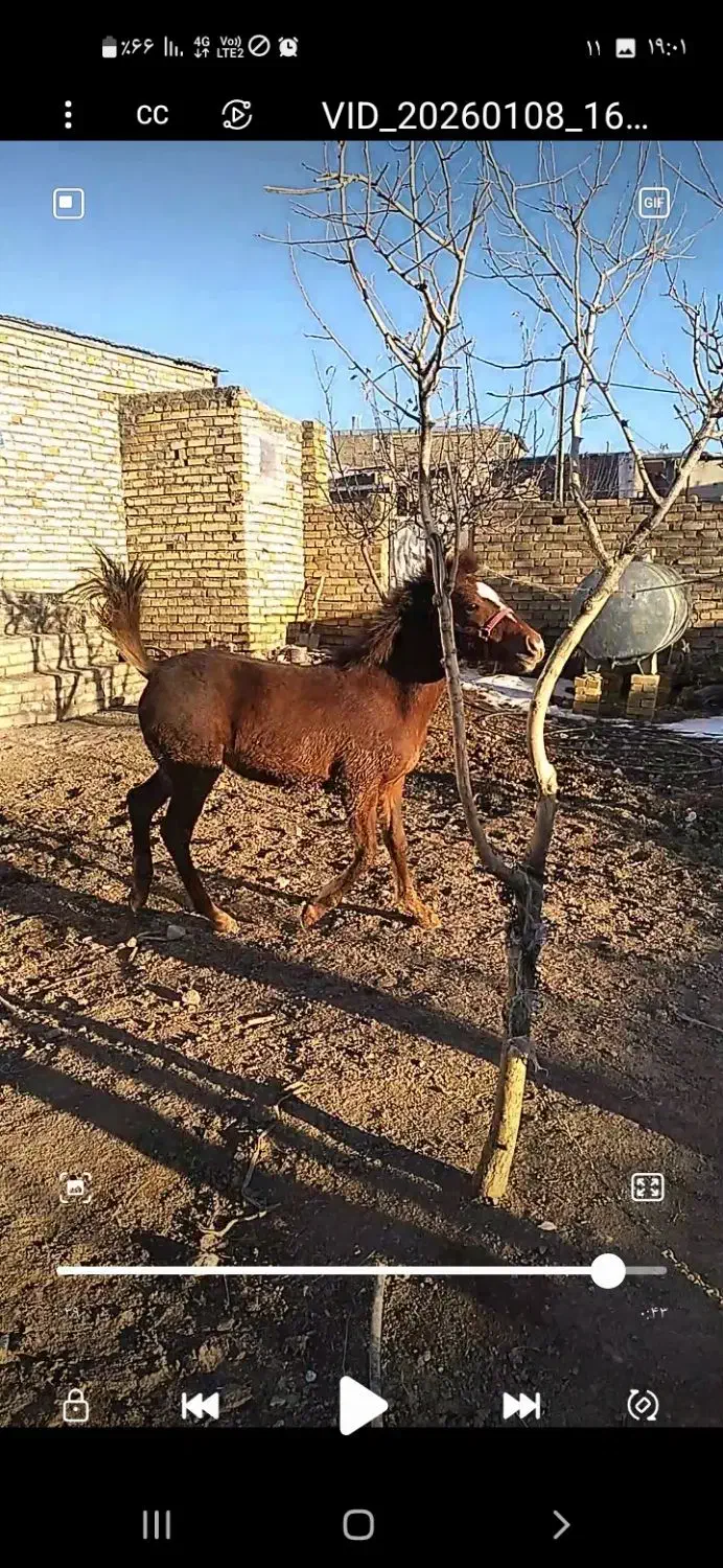 کره اسب نریان|اسب و تجهیزات اسب‌سواری|زنجان, |دیوار