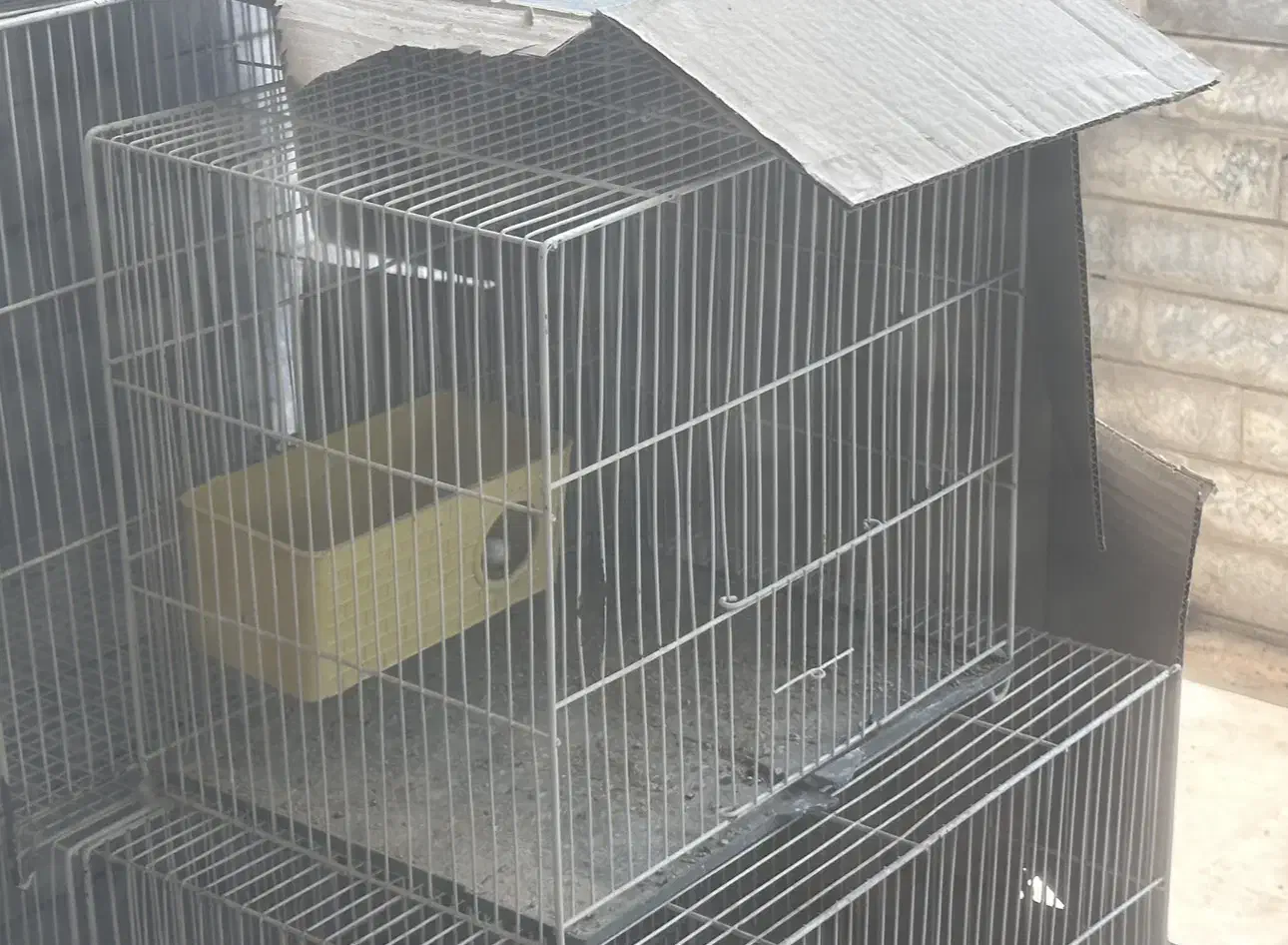 ۶ عدد مرغ عشق به همراه قفس|پرنده|مشهد, کوه سنگی|دیوار