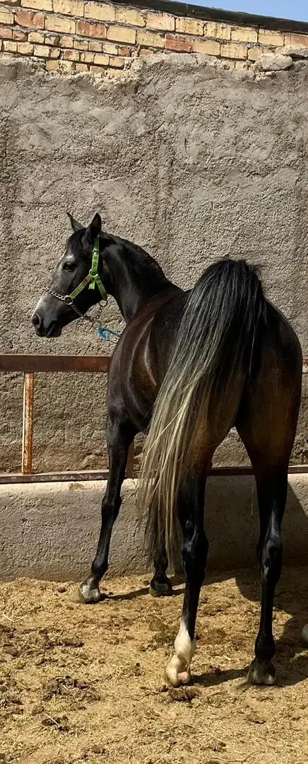 اسب . نریان و مادیان|اسب و تجهیزات اسب‌سواری|جوادآباد, |دیوار