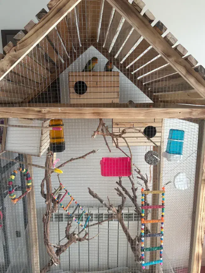 قفس با پرنده|لوازم جانبی حیوانات|تهران, چوب تراش|دیوار