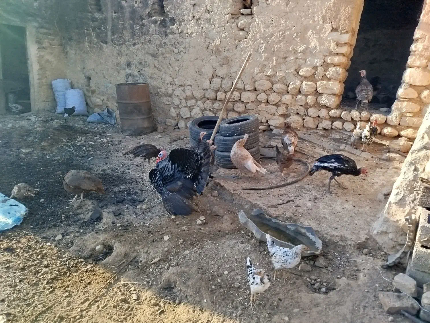 بوقلمون سالم و سرحال|حیوانات مزرعه|کوهدشت, |دیوار