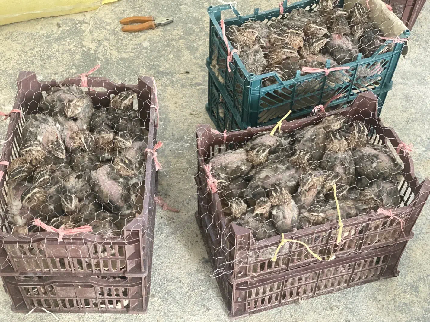 گوشت بلدرچین و بلدرچین نر چاق|حیوانات مزرعه|تربت جام, علوی|دیوار