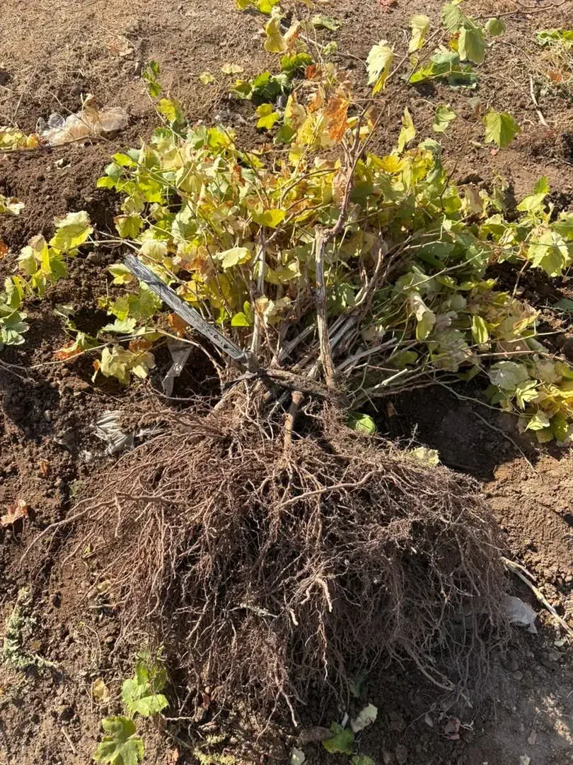نهال بیدانه سفید و قرمز و ارقام خارجی موجود است|خدمات باغبانی و درختکاری|اراک, |دیوار