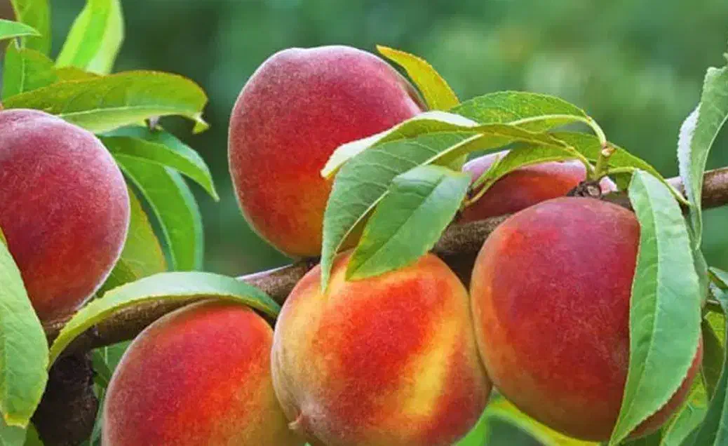 پیش فروش نهال هلو جوادی شناسه دار|خدمات باغبانی و درختکاری|بندر گز, |دیوار
