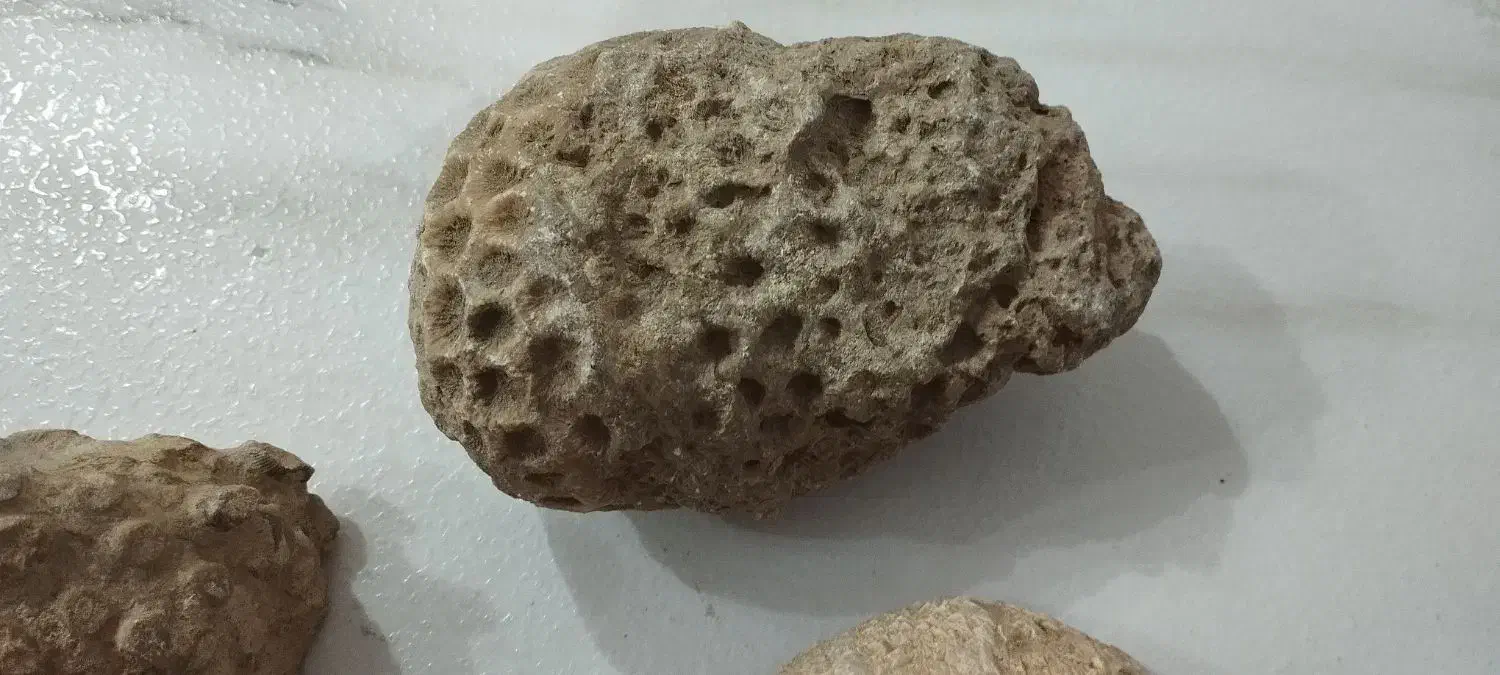 فروش سنگ فسیل|کلکسیون اشیاء عتیقه|تکاب, |دیوار