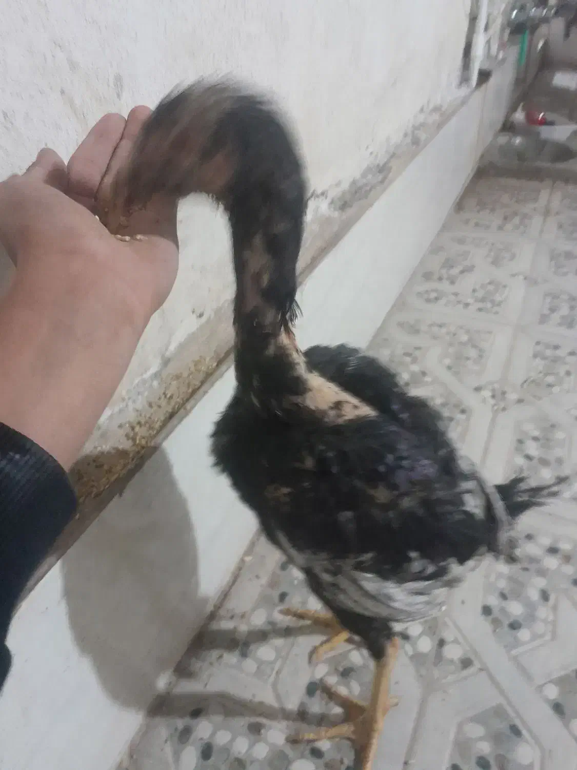 جوجه لاری|حیوانات مزرعه|سیرجان, |دیوار