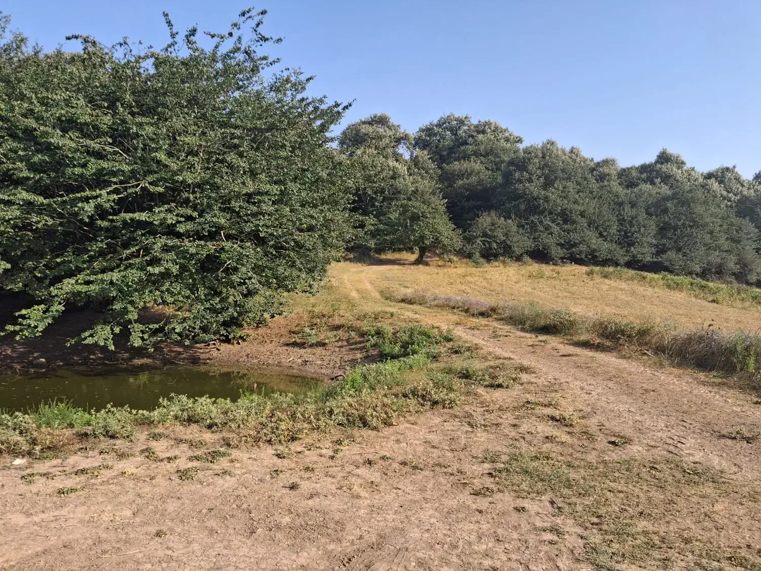 زمین فروشی در ساری،دودانگه،منطقه فریم|فروش زمین و ملک کلنگی|فریم, |دیوار