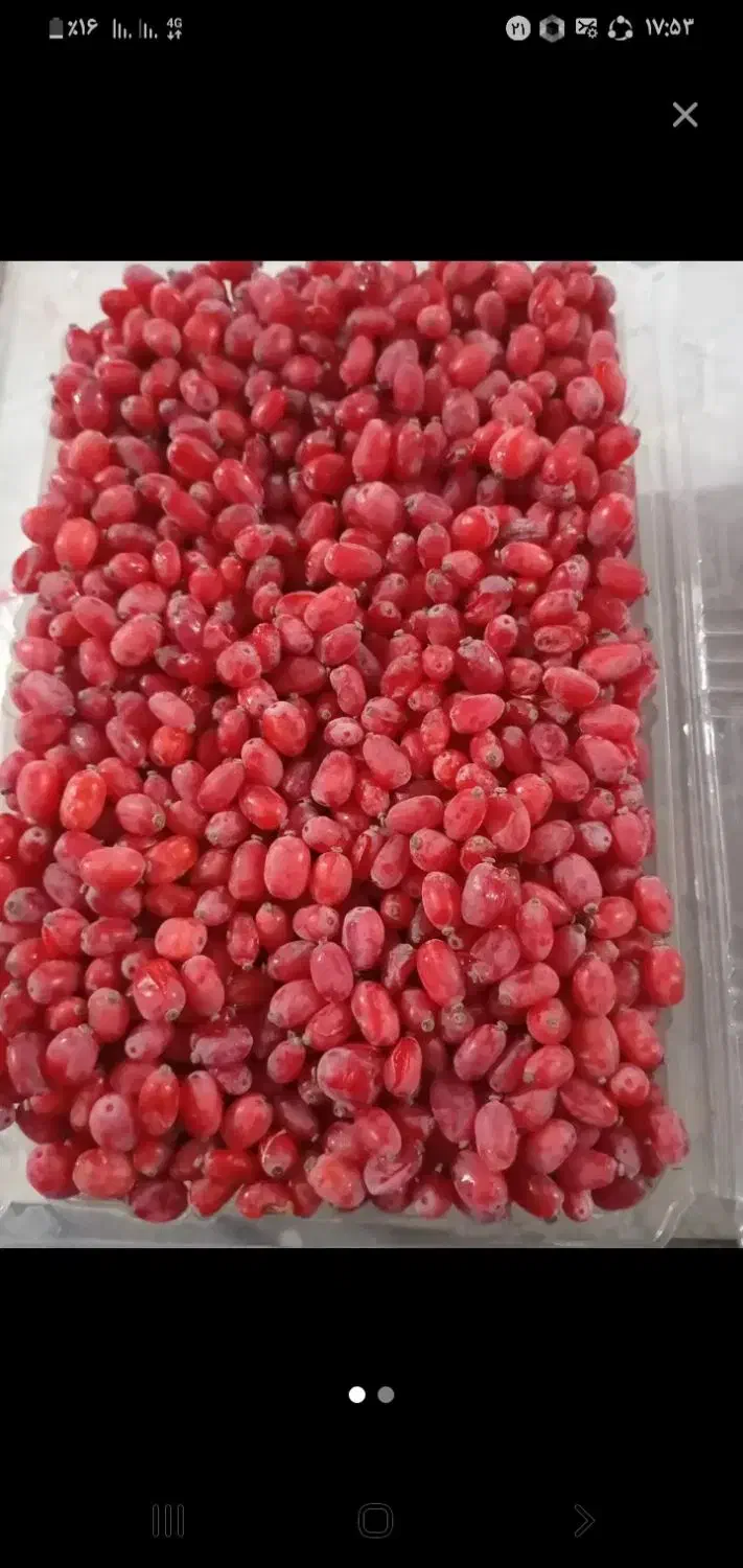 زرشک تازه نوبرانه بیرجند با عناب قیمت مناسب|حراج|زابل, |دیوار