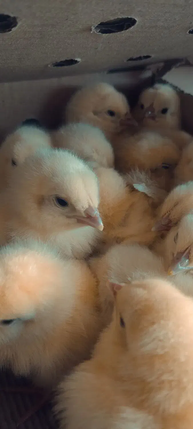 فروش جوجه گوشتی راس درجه یک|حیوانات مزرعه|فرح آباد, |دیوار