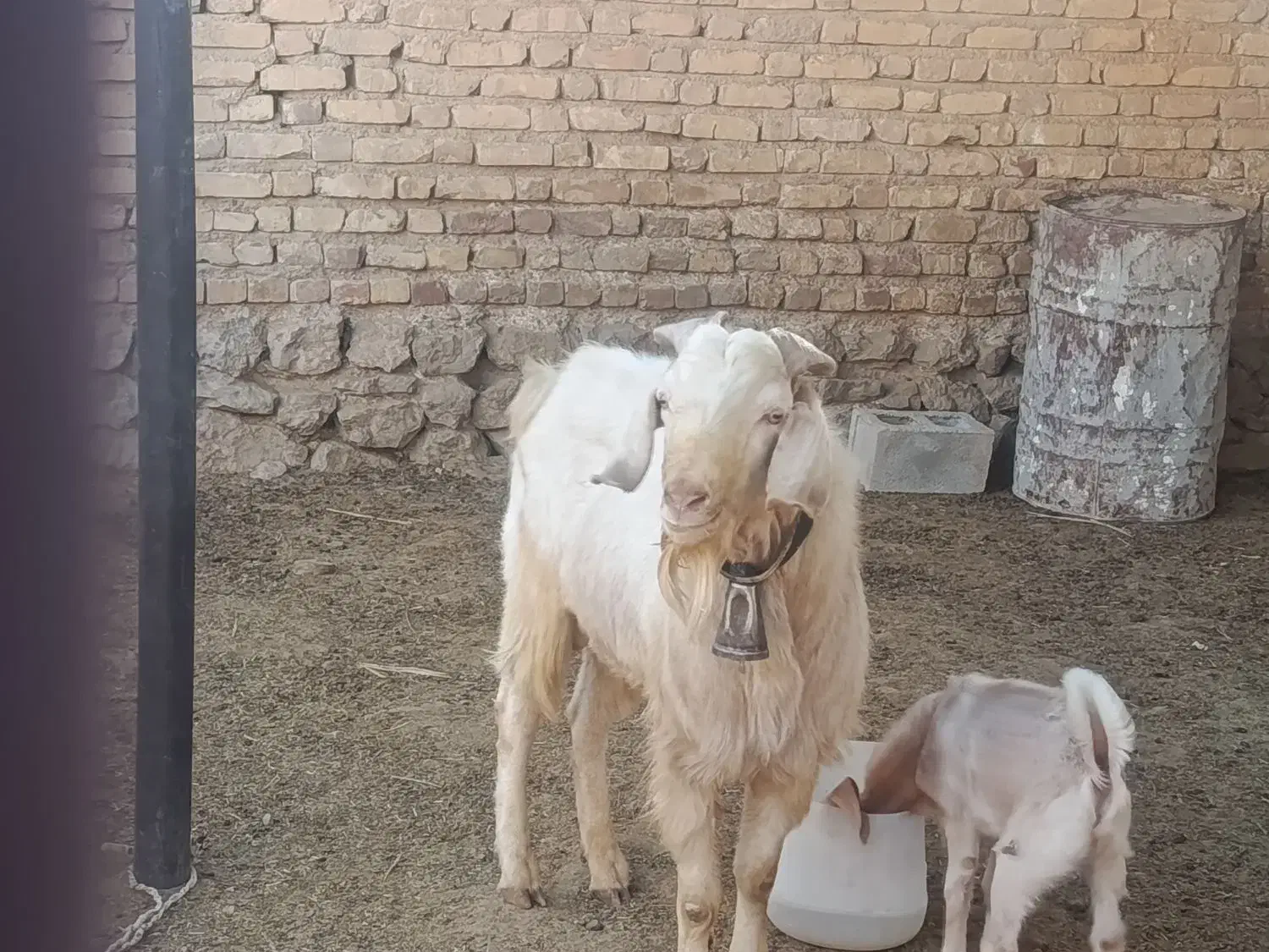 پازن سانن|حیوانات مزرعه|مرودشت, محمد آباد|دیوار