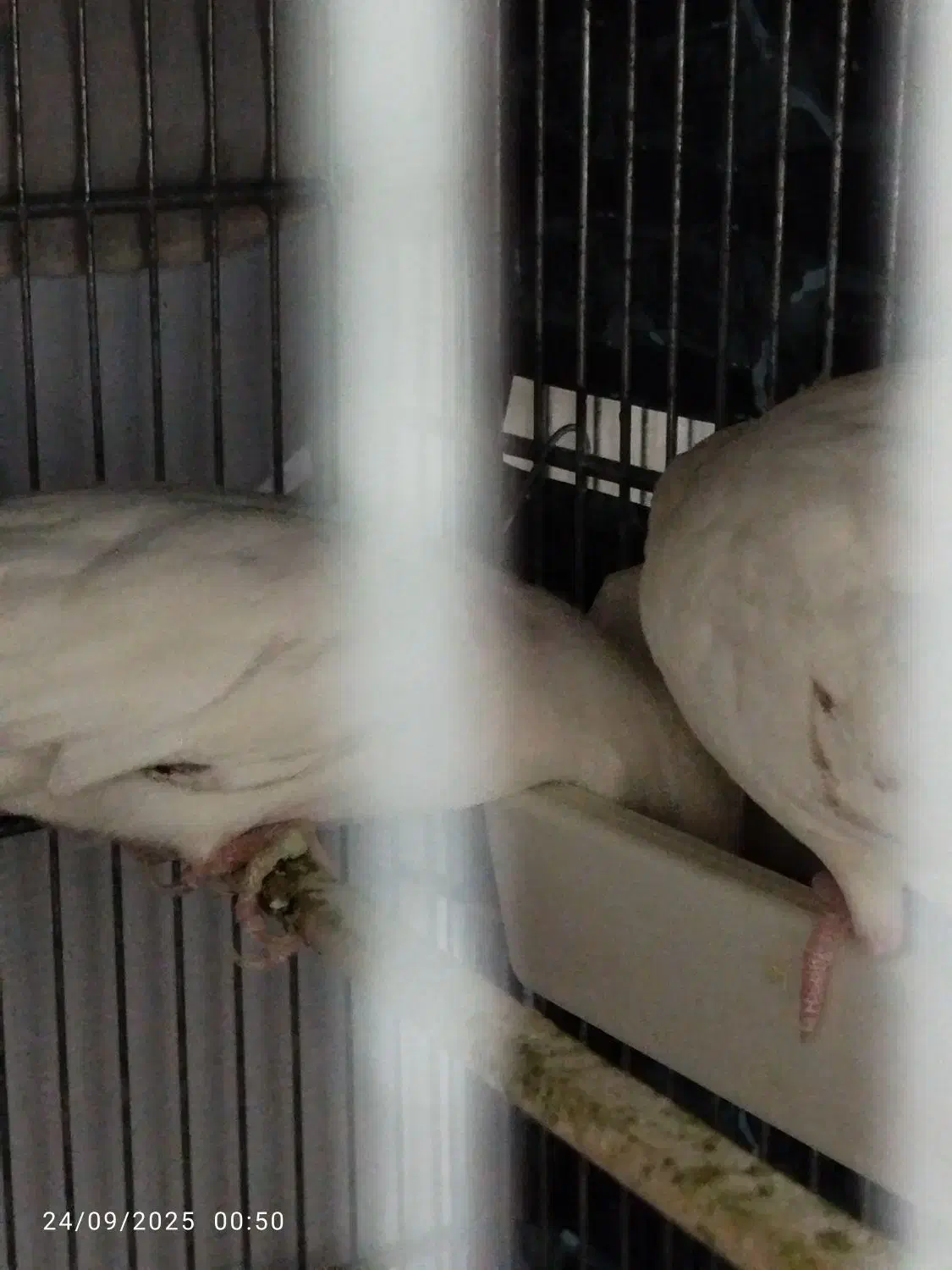 عروس آلبینو مولد|پرنده|اهواز, سپیدار|دیوار