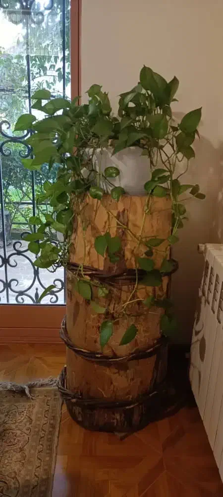 تلم|کلکسیون اشیاء عتیقه|بابلسر, |دیوار