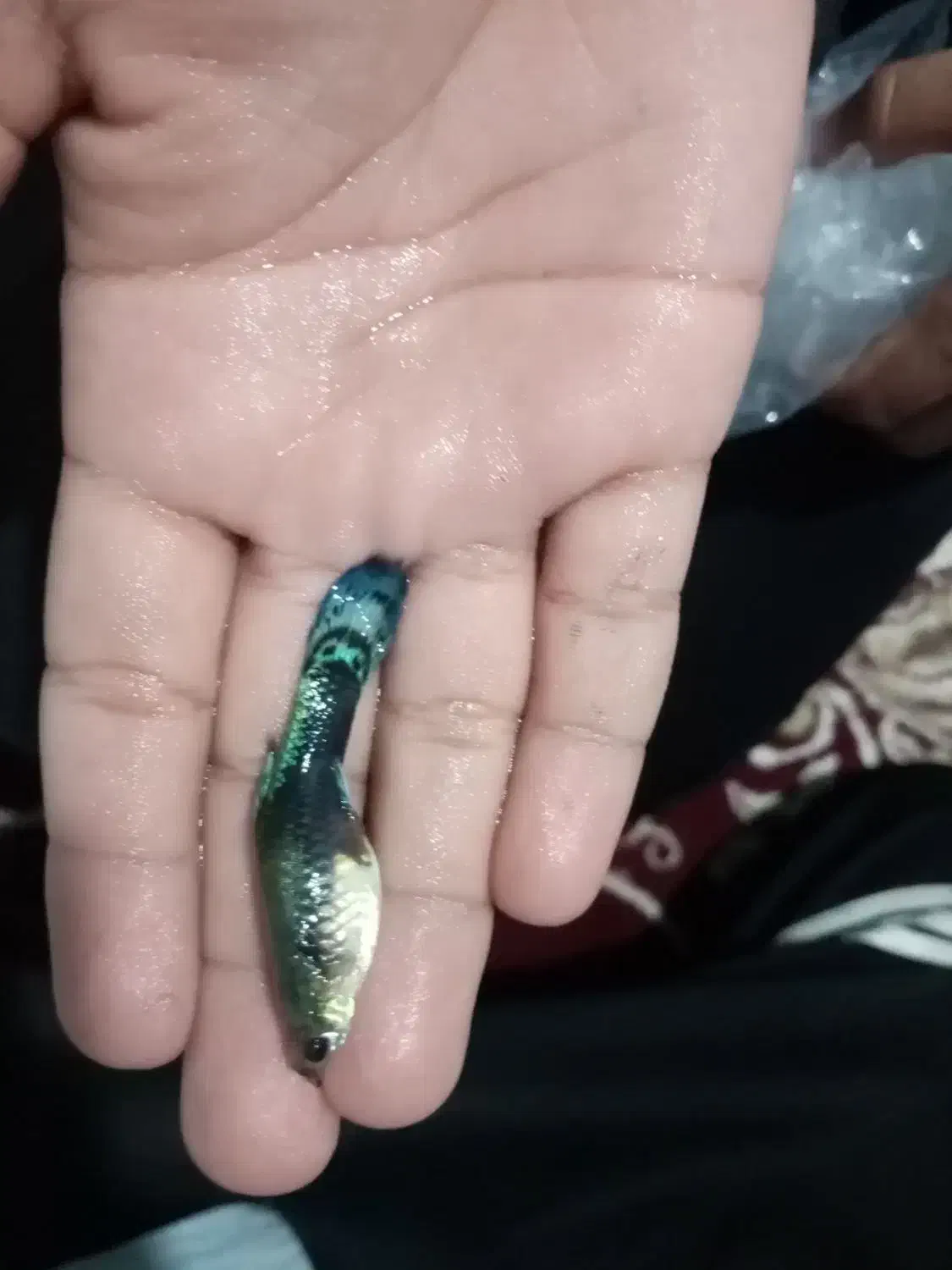 ماهی  گوپی|ماهی|تربت‌حیدریه, باغ سلطانی|دیوار