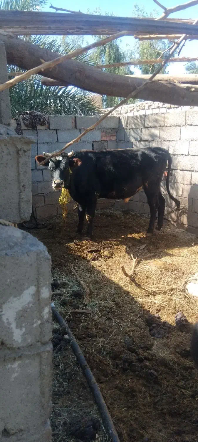 یک گاو نر|حیوانات مزرعه|فهرج, |دیوار