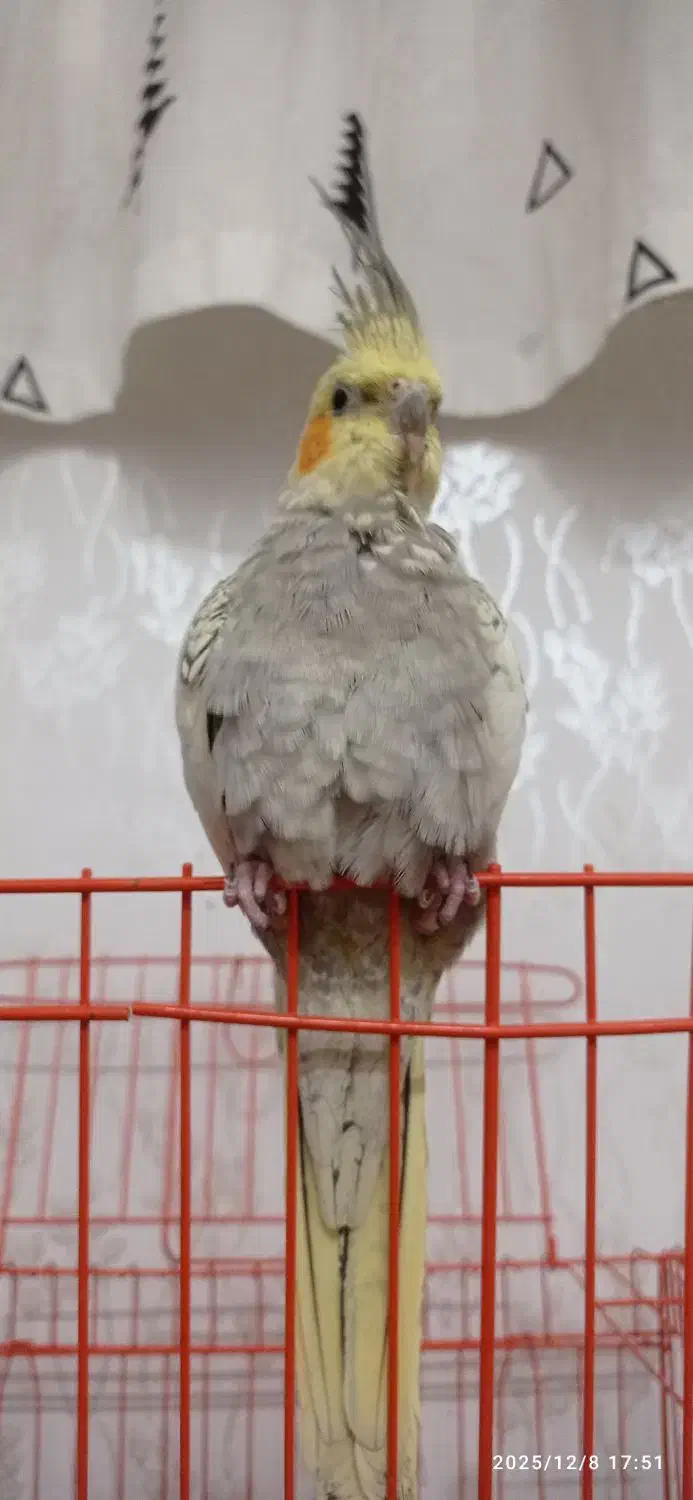 عروس هلندی|پرنده|باوی, |دیوار