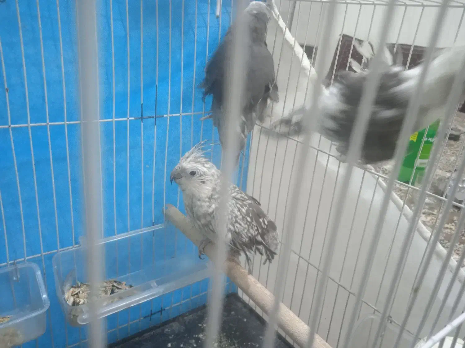 4تا عروس هلنی دانه 500|پرنده|تربتحیدریه, پائین ولایت|دیوار