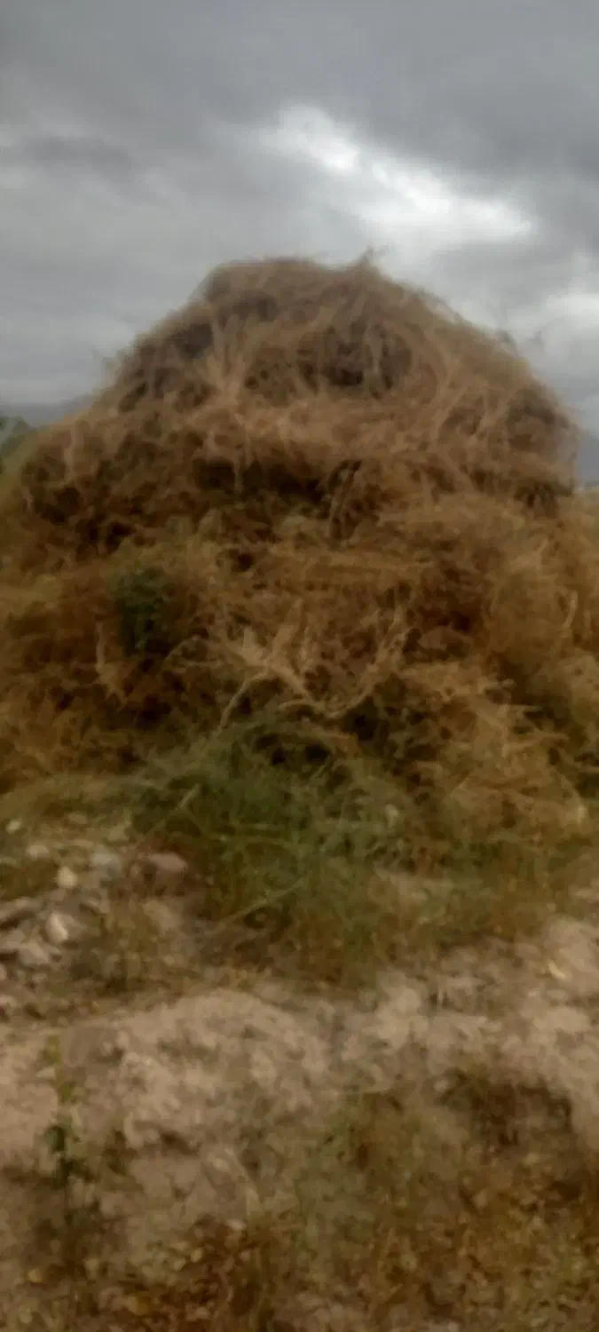 خار وعلف|حیوانات مزرعه|مرند, |دیوار