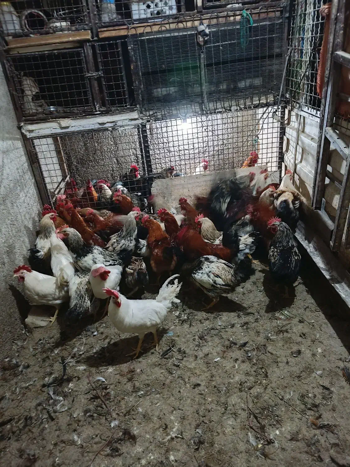 خروس محلی|حیوانات مزرعه|هشتگرد, شهرک وحدت|دیوار