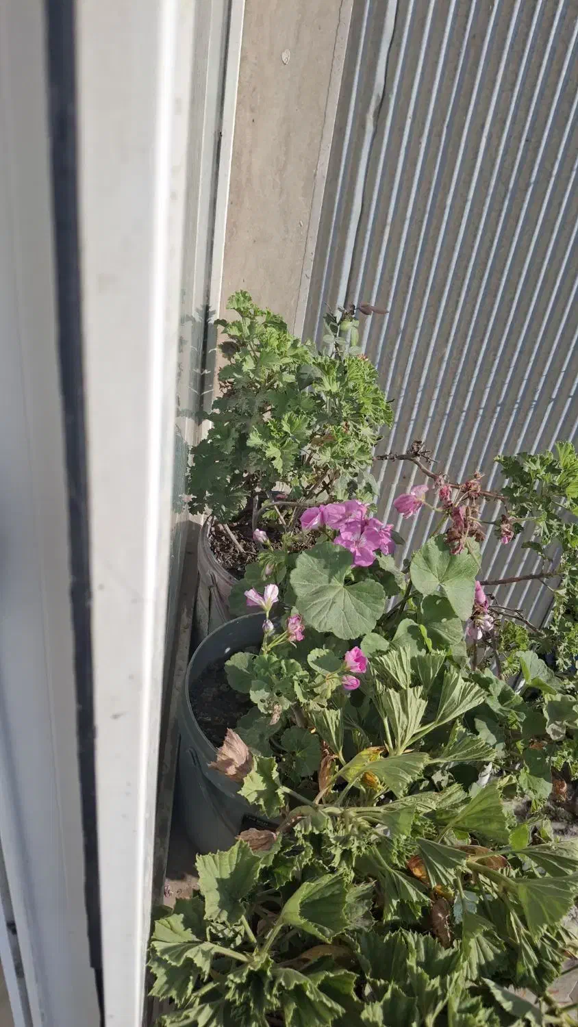 گل و گیاه|گل و گیاه طبیعی|آستارا, |دیوار