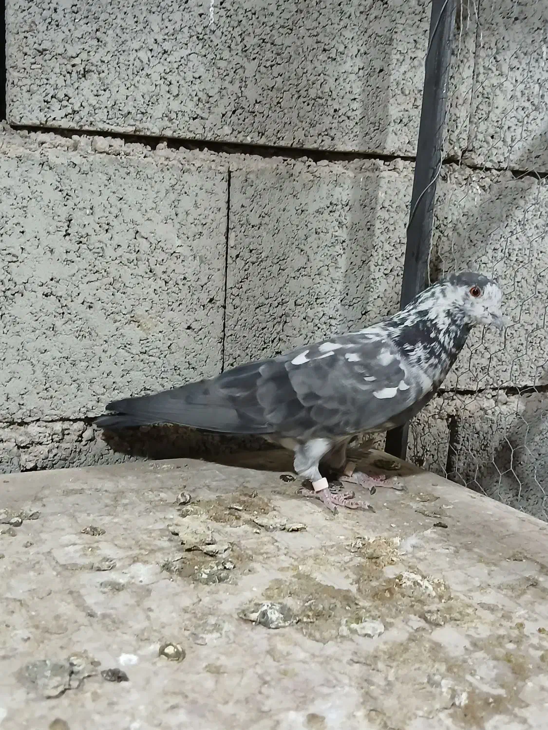 کبوتر پرشی نر و ماده|پرنده|پیر بکران, |دیوار