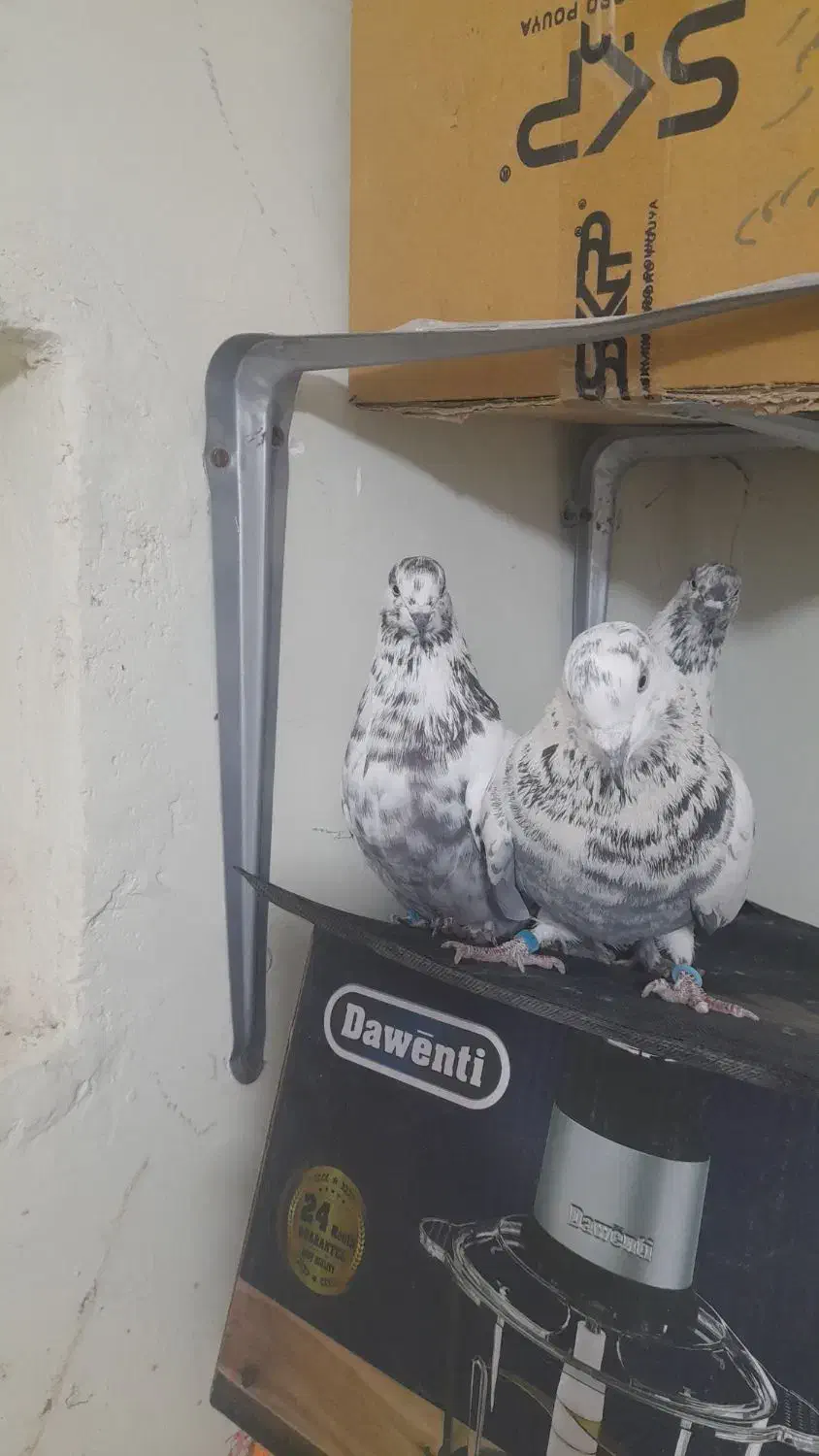 کبوتر پرشی سوسی|پرنده|میانه, |دیوار