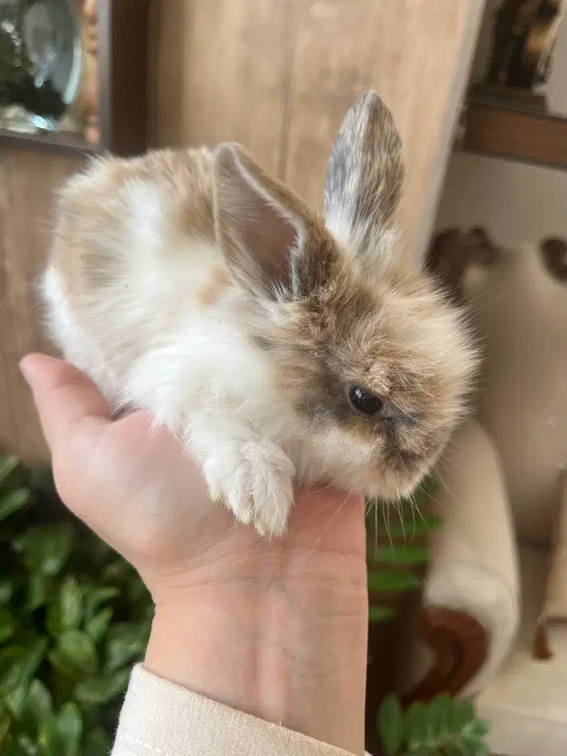 بچه خرگوش لوپ|موش و خرگوش|کرمان, |دیوار