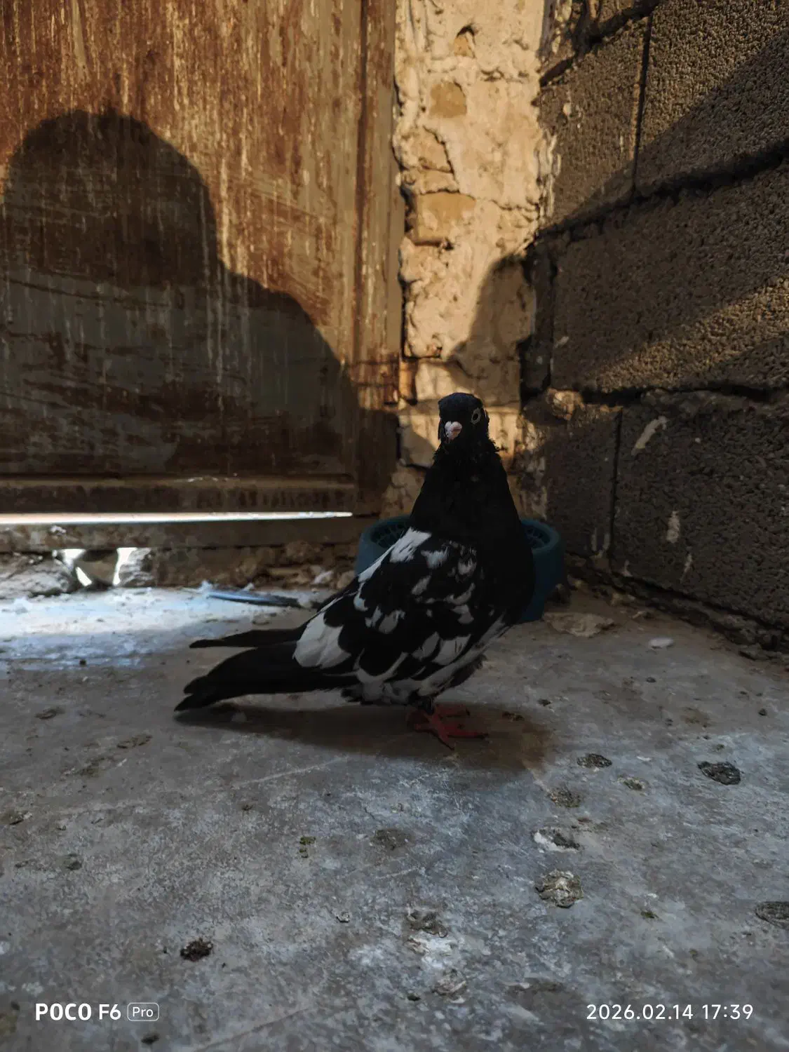 کبوتر|پرنده|مسجد سلیمان, |دیوار