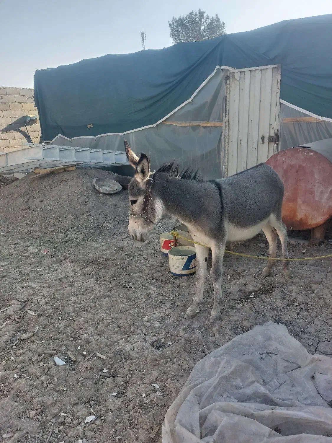 فروش ۲عدد الاغ در منطقه برخوار|حیوانات مزرعه|حبیب آباد, |دیوار