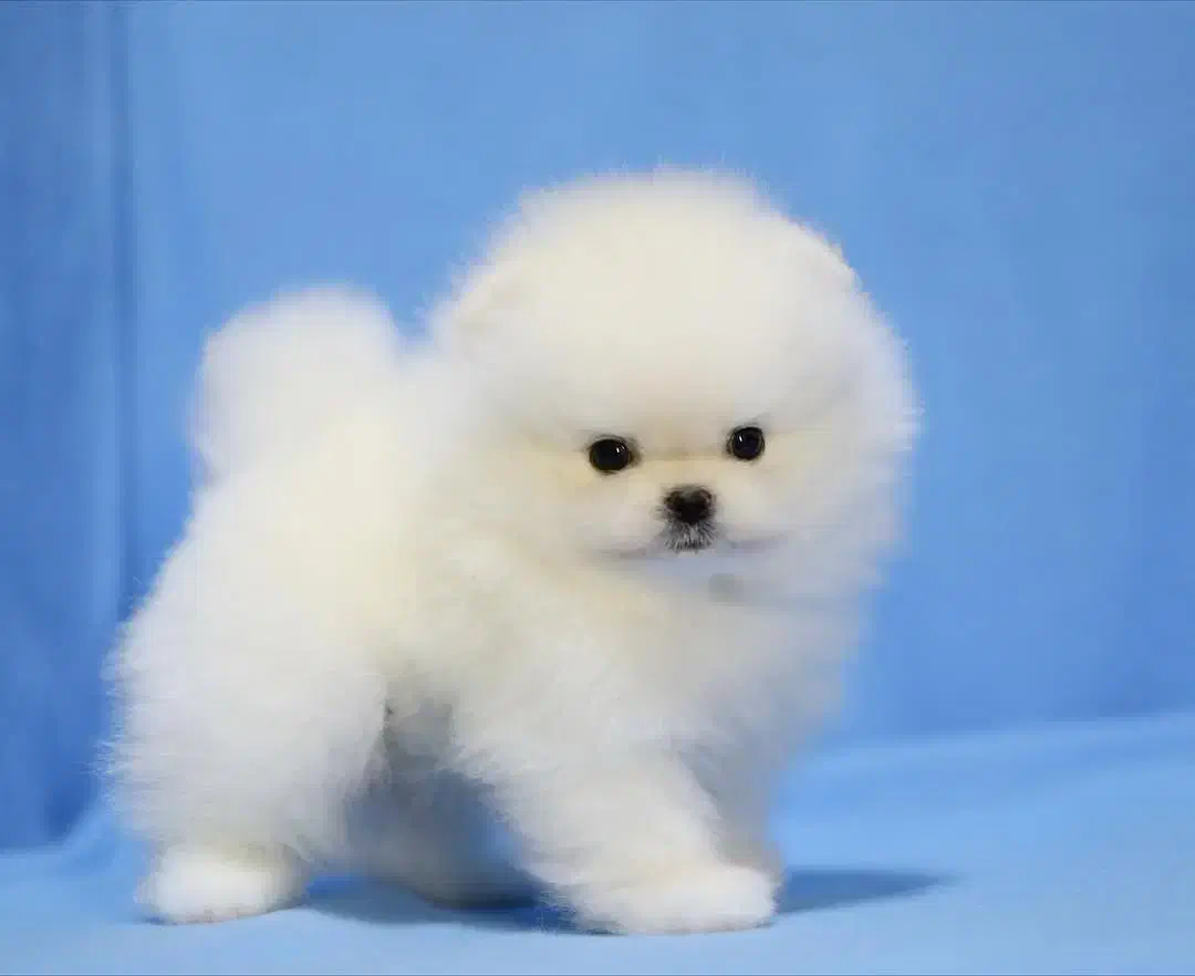 سگ توله پامر . پامرانین خرسی سفید ۷۲ روز|سگ|تهران, ایوانک|دیوار