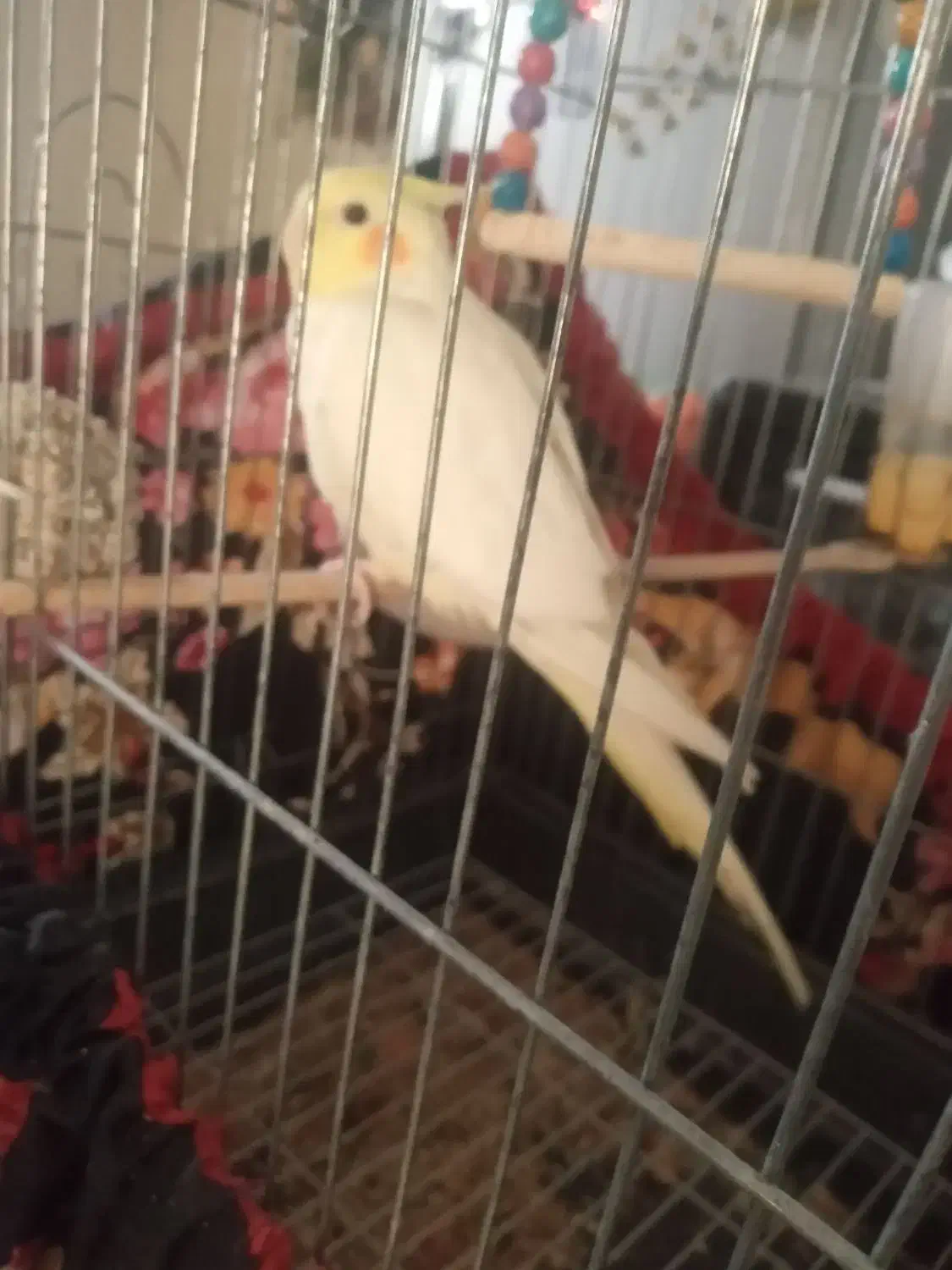 عروس هلندی|پرنده|هامون, |دیوار