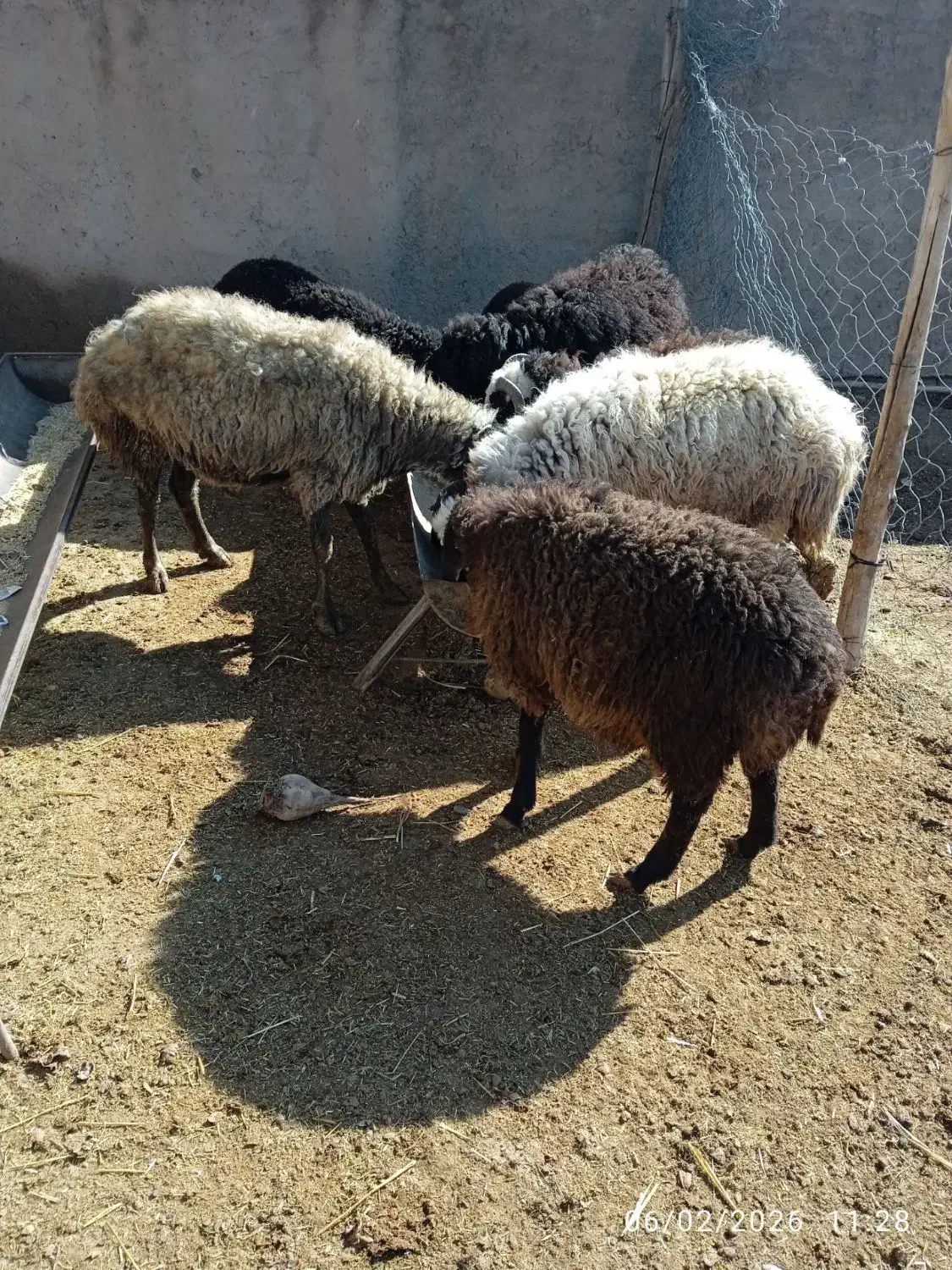 بره|حیوانات مزرعه|زاویه, |دیوار