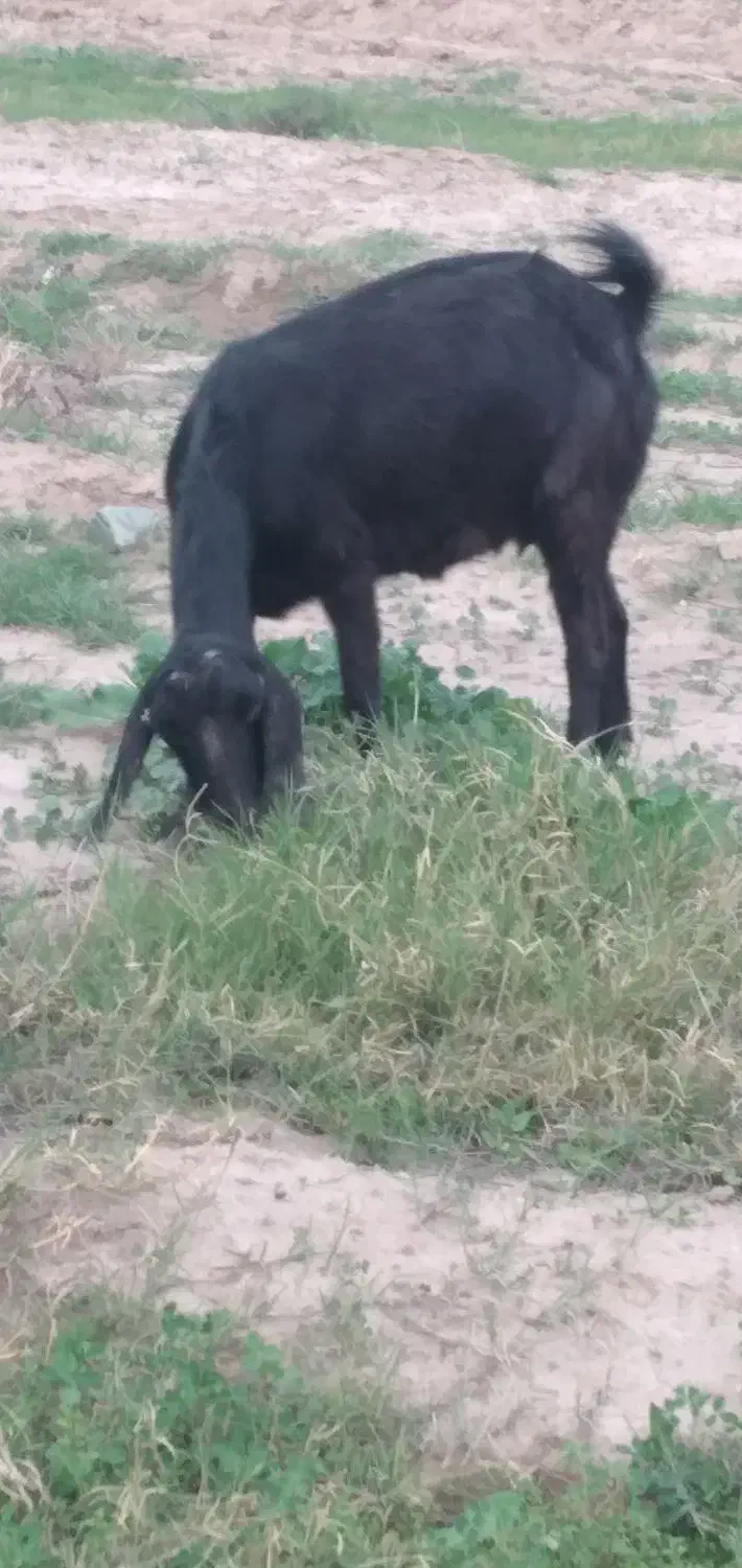 بزفروشی|حیوانات مزرعه|جیرفت, |دیوار