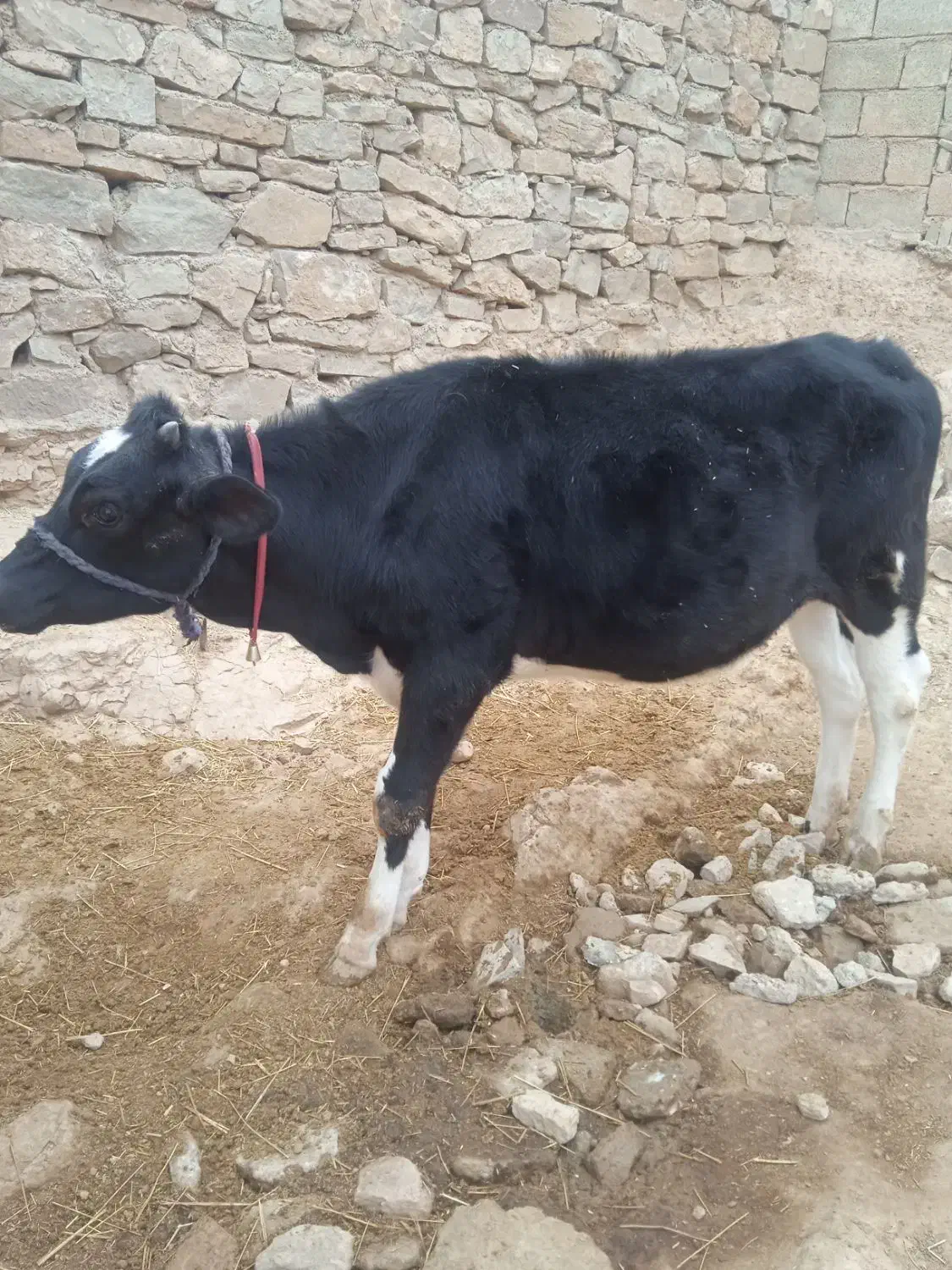 گوساله|حیوانات مزرعه|ایذه, |دیوار