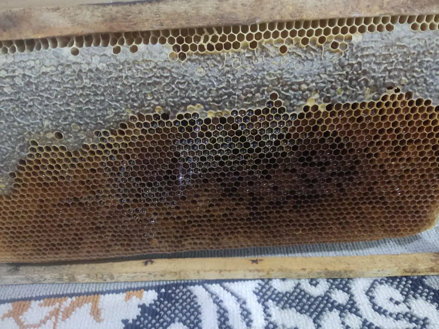 عسل|خوردنی و آشامیدنی|شیراز, داریون|دیوار