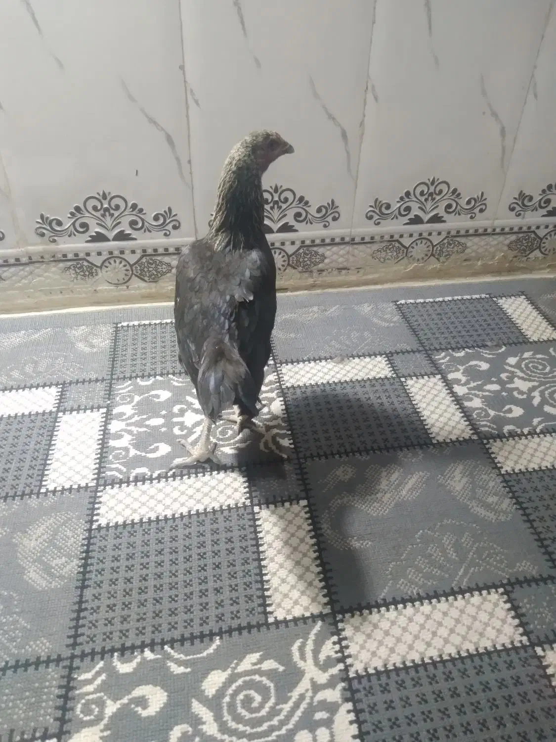 مرغ محلی|حیوانات مزرعه|خاش, |دیوار