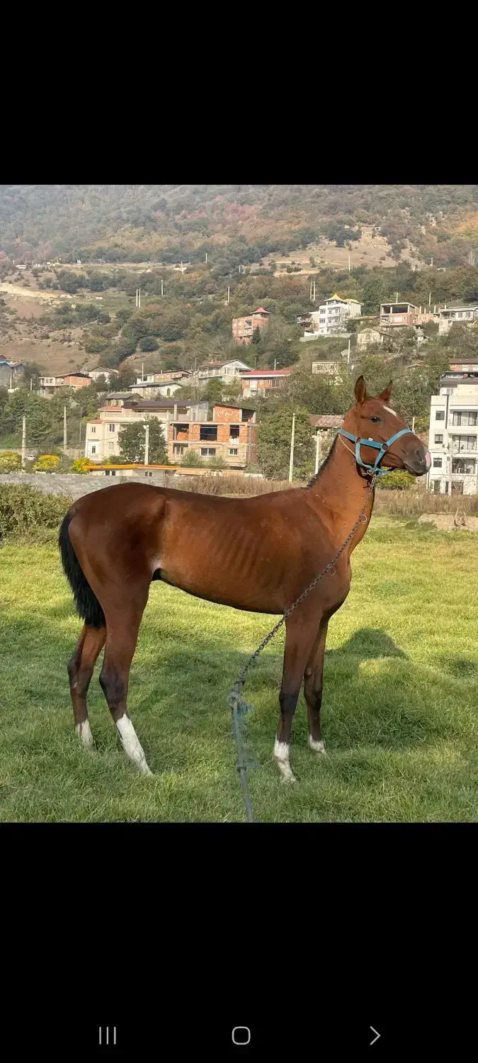 اسب ترکمن|اسب و تجهیزات اسب‌سواری|پل سفید, |دیوار