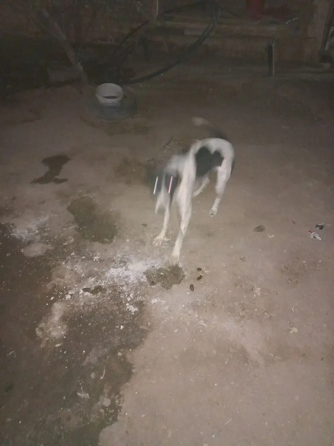 توله سگ نرو ماد|سگ|قم, لسانی|دیوار